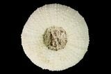 Cretaceous Echinoid (Orthopsis) Fossil - France #147134-1